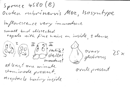 Vorschaubild Ocotea rubrinervis Mez